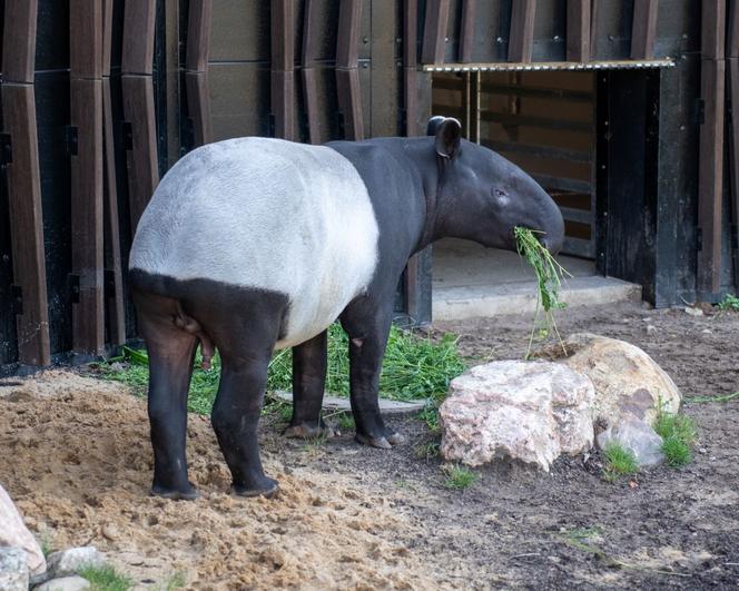 Tapir Willy nowym mieszkańcem Orientarium w Łodzi