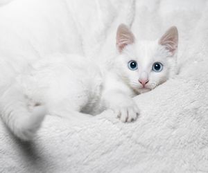 Wyjątkowe imię dla białej kotki. Pełne magii i elegancji. Oznacza „światło księżyca” 