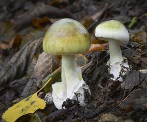 Wcale nie jest gorzki! Te mity o grzybach są śmiertelnie groźne