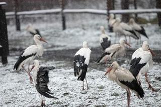 Bociany zostały na zimę w Polsce