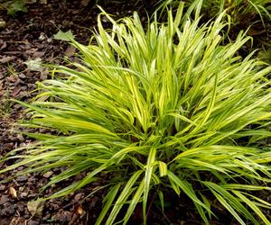 Hakonechloa macra