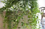 Hedera helix