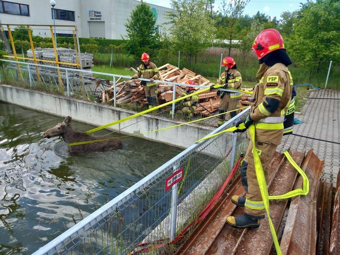 Biedne zwierzę zostało uwięzione w wodzie po kolana