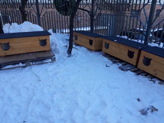 Cztery nowe oazy dla kotów w Suwałkach [ZDJĘCIA]