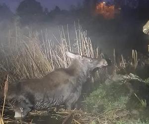 Łoś utknął na bagnach w Niewodnicy Koryckiej. Zwierzę uratowali strażacy [ZDJECIA]