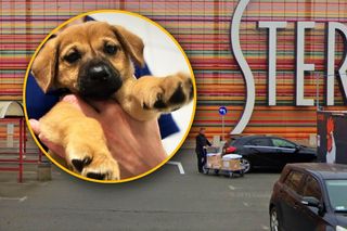 Ktoś porzucił szczeniaka w galerii handlowej! Schronisko szuka dla niego domu