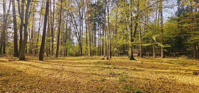 To najpopularniejsze miejsce na spacery w Olsztynie. Zobacz Las Miejski w jesiennych barwach [ZDJĘCIA]