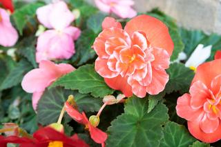 Begonia bulwiasta