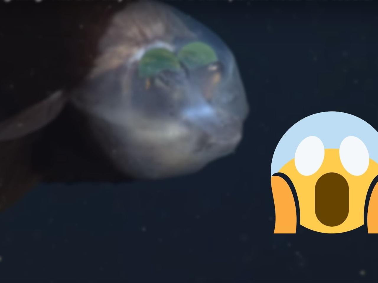 Ta UPIORNA ryba jest zdumiewająca! Widzi przez swoją przezroczystą głowę [WIDEO]