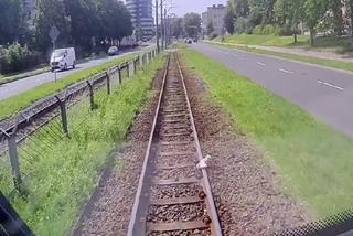 Motornicza uratowała mewę