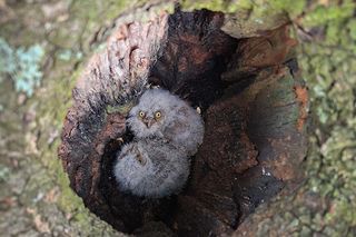 Syczek odkryty w Polsce