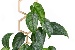 Monstera siltepecana