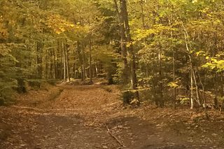 To najpopularniejsze miejsce na spacery w Olsztynie. Zobacz Las Miejski w jesiennych barwach [ZDJĘCIA]