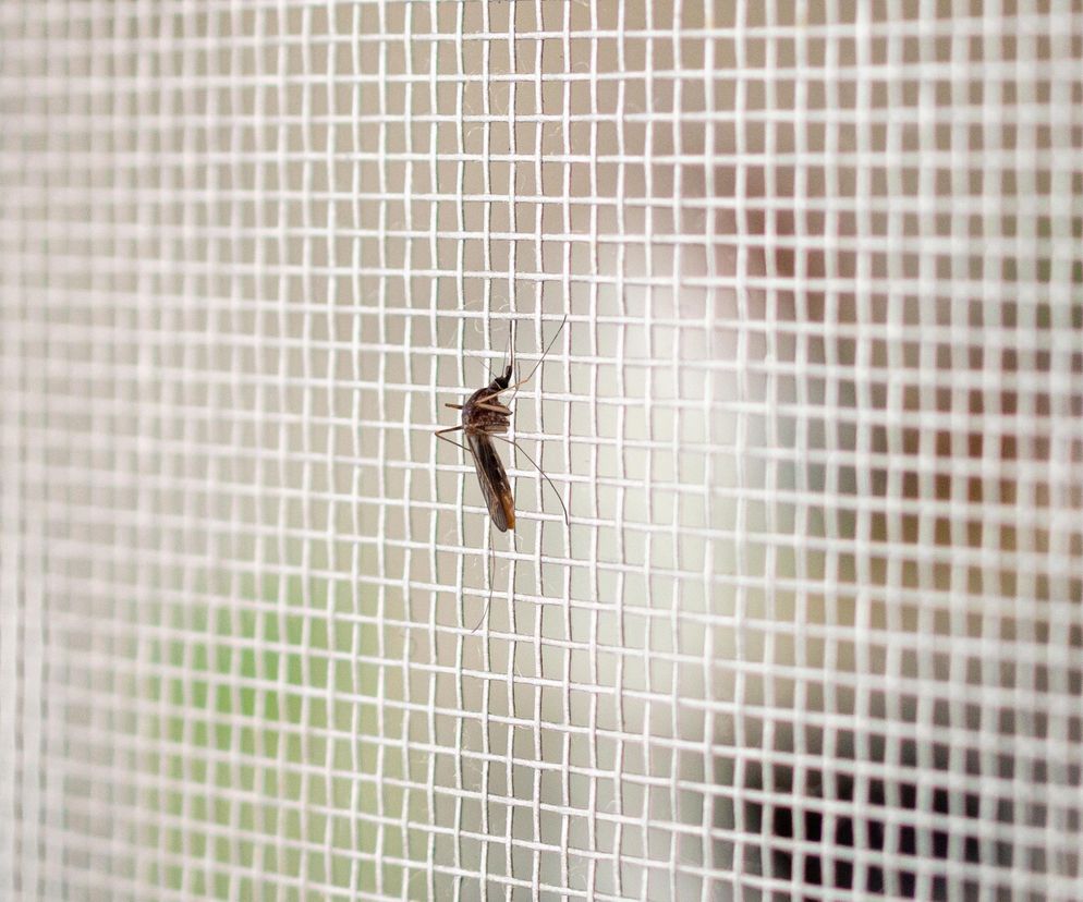 Jak wybrać idealną moskitierę na drzwi balkonowe? Poradnik 2026