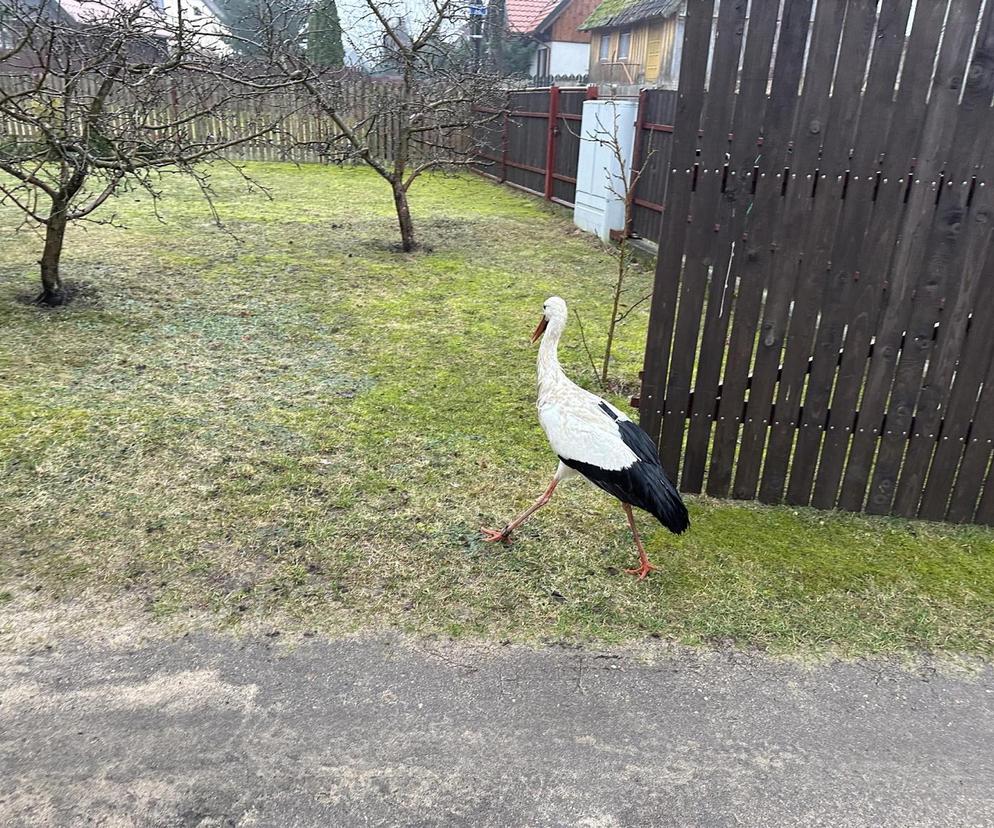 Takie wieści w pierwszy dzień wiosny! Słynny bocian Krutek wrócił do Polski
