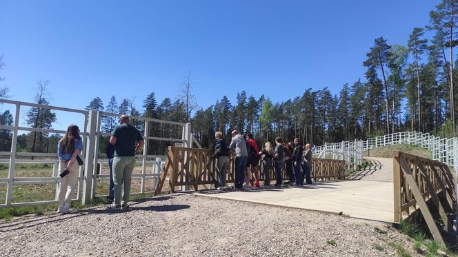 Zagroda Pokazowa Żubrów w Kopnej Górze. Unikalne miejsce na mapie Podlasia