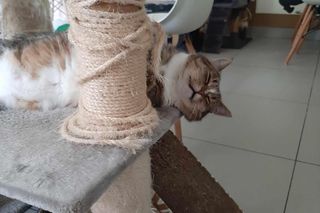 To koniec Kociej Ferajny - pierwszej w Bydgoszczy kawiarni z kotami. Nie chodzi tylko o pieniądze.  Puma, Luna, Prezes i Puszek czekają na głaski