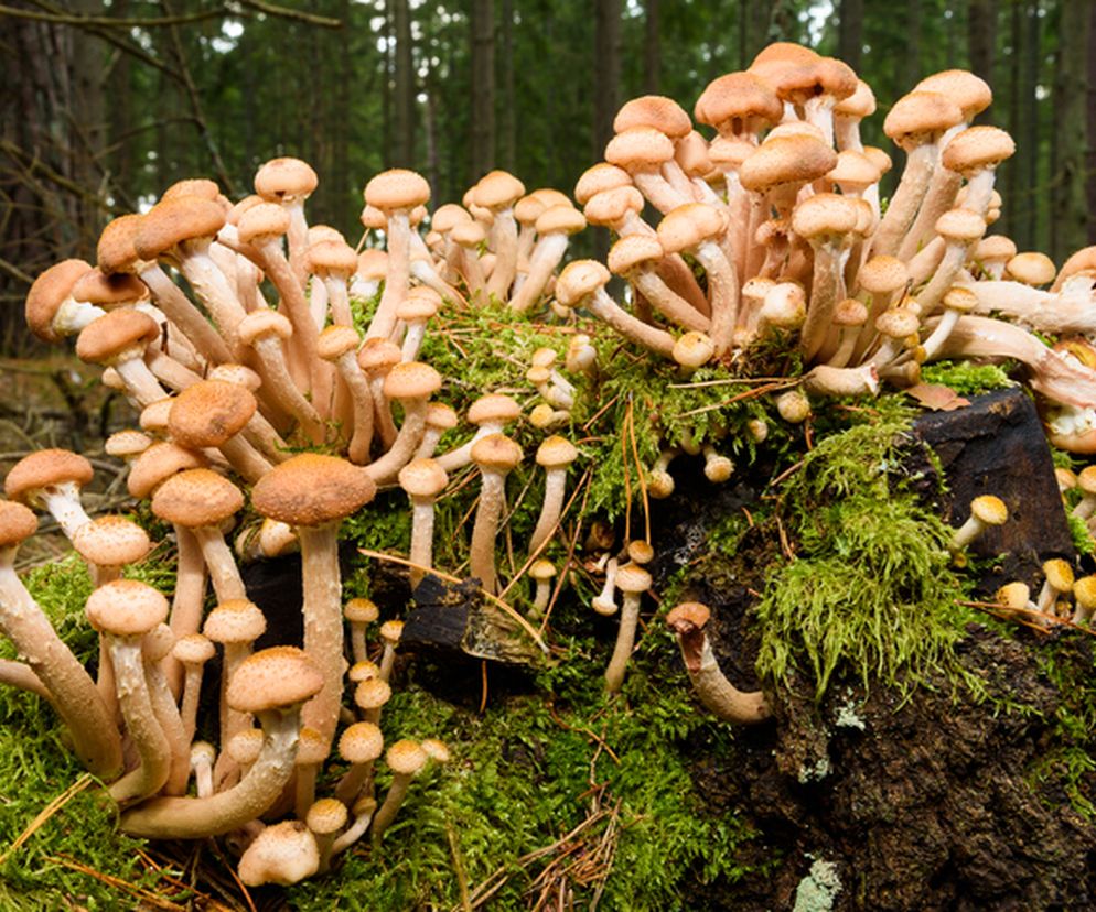 To bardzo popularny w naszych lasach grzyb. Rośnie w dużych skupiskach głównie w lasach liściastych, ale występuje też czasem w lasach iglastych