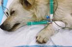 Messi. Operacja psa z dziurą w przemyskiej lecznicy ADA (GALERIA)