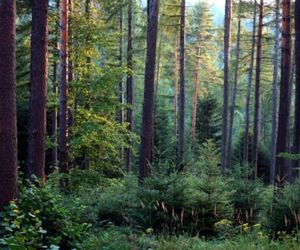 Najpiękniejsze lasy w regionie! Sztuczna inteligencja wybrała 