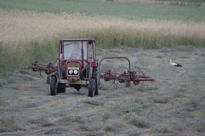 QUIZ. Słownik polskiej wsi. 11 punktów tylko dla mistrzów