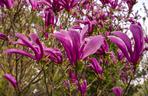 Magnolia 'Susan'