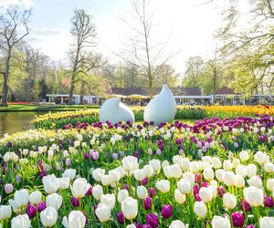 Białe tulipany w ogrodzie Keukenhof