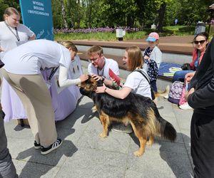 Festiwal Przyjaciół Zwierząt w Olsztynie. Park Centralny opanowały radosne pieski