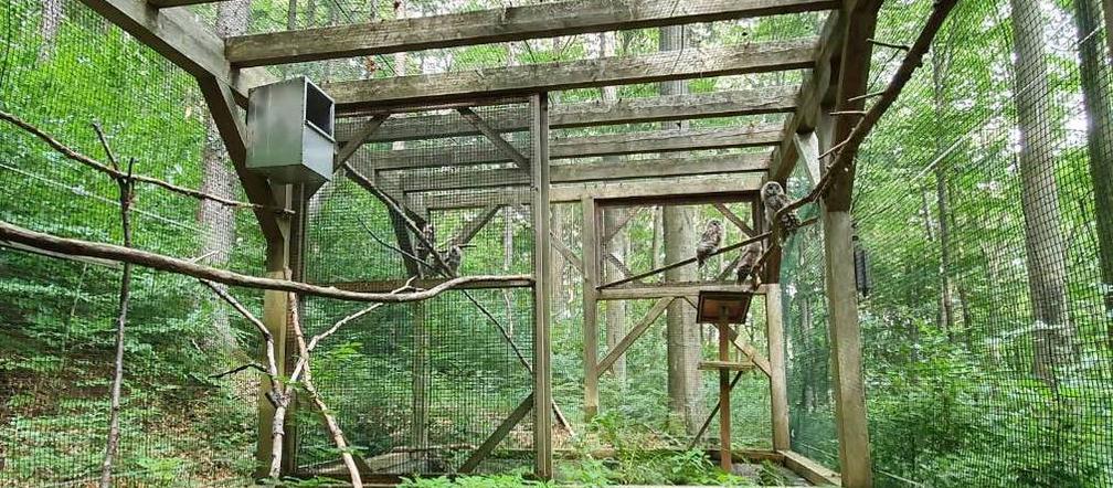 Puszczyki pojechały do Austrii