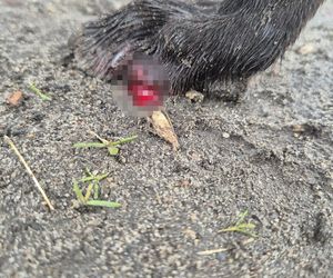 Dramat w Pruszkowie. Przetrzymywał zwierzęta w skandalicznych warunkach. Właściciel próbował się ich pozbyć