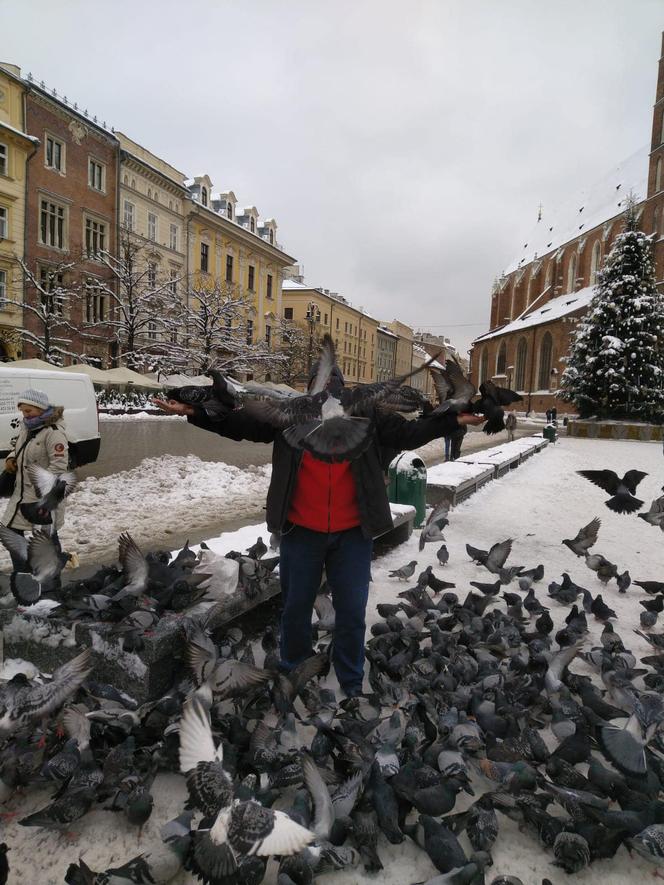 Zaskakujący apel od władz. Miasto i KTOZ proszą o pomoc w dokarmianiu ptaków