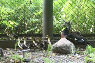 Niesamowite narodziny w warszawskim ZOO. Ten gatunek kaczki znika ze świata 