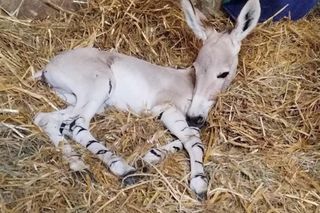 Warszawskie ZOO - ośliczka Zuzia