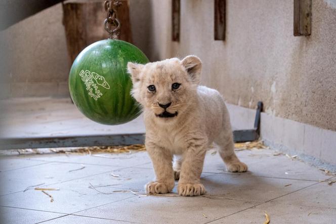 W Śląskim Ogrodzie Zoologicznym przyszły na świat cztery lwiątka! 