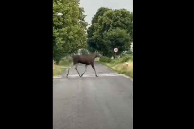 Łoś w okolicach Gniezna
