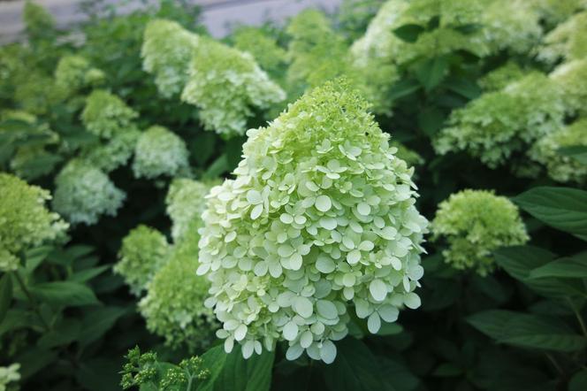 Hortensja bukietowa 'Limelight'