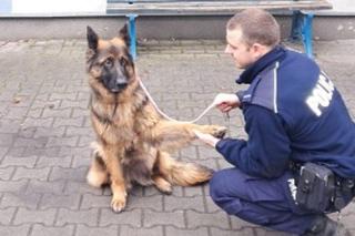 Bytomski policjant pomógł zbłąkanemu psowi