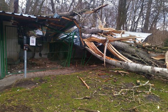 Toruńskie schronisko rusza ze zbiórką i bazarkiem, by odbudować zniszczone kojce