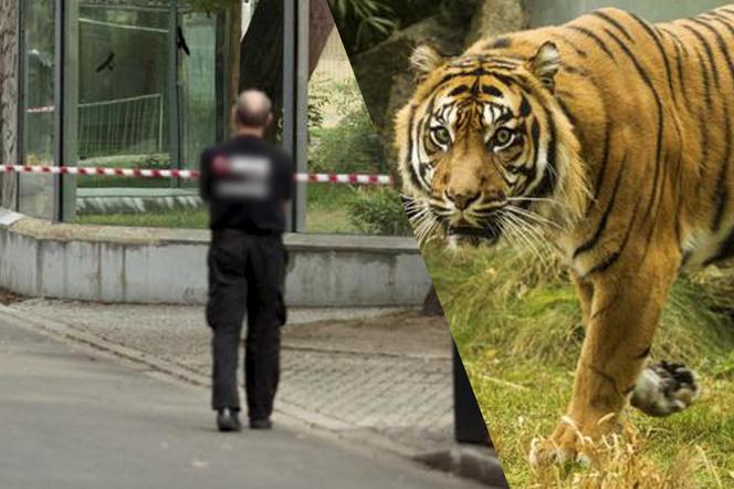 Tygrys rozszarpał swojego opiekuna. Wstrząsające okoliczności koszmaru w zoo 