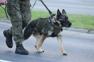 Defilada Wojska Polskiego bez psów. Upały pokrzyżowały plany. Znamy szczegóły
