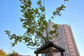 Danusia, Halinka, Linkus, Seniorita i Stasiu zapuszczają korzenie. Nowe nasadzenia w Lesznie