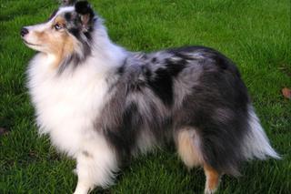 Owczarek szetlandzki 