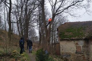 Wszedł na dach i drzewo, co za akrobacje!