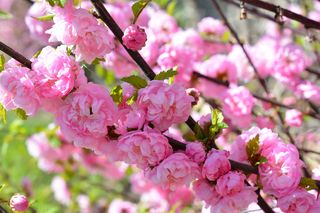 Migdałek trójklapowy