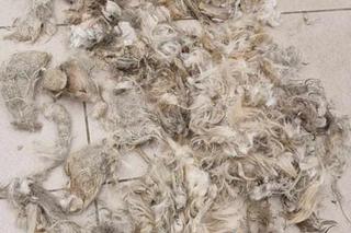 Suczka miała pancerz z dredów! Wszyscy byli w szoku. Szukamy sprawcy [ZDJĘCIA]