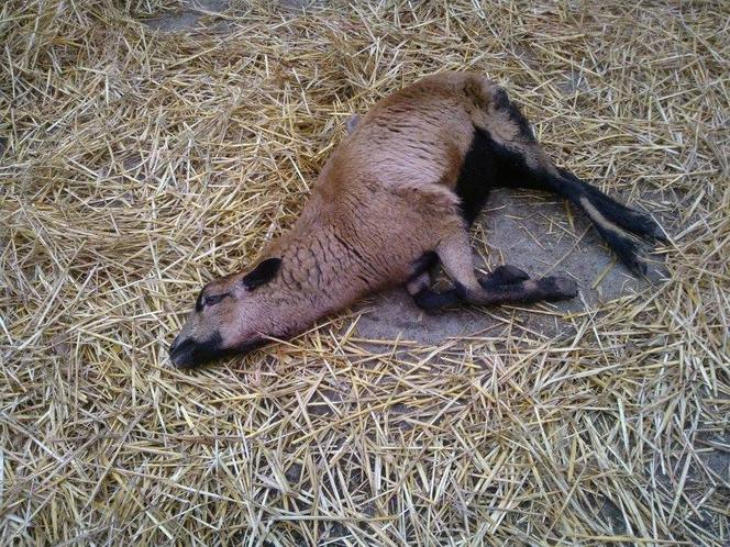 ŻYWEJ SZOPKI NIE BĘDZIE - ZEŻARŁY JĄ SZATAŃSKIE OGARY.