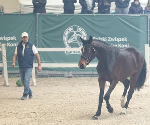 Czempionat Koni Ras Szlachetnych i Pokaz Ogierów Hodowlanych w Radzionkowie