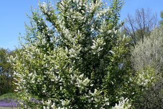 Czeremcha pospolita = czeremcha zwyczajna - Prunus padus = Prunus avium