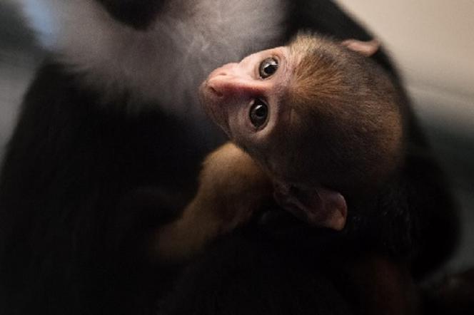 Afrykańska małpa, która lubi śnieg przyszła na świat w zoo we Wrocławiu