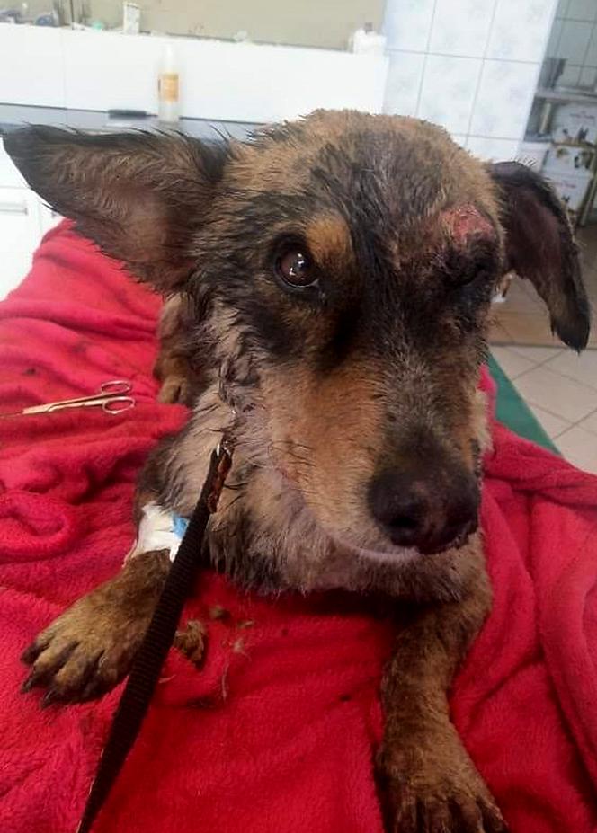 Fart wtopił się w asfalt